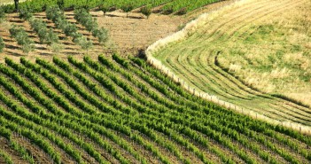 Toscana: Montecucco