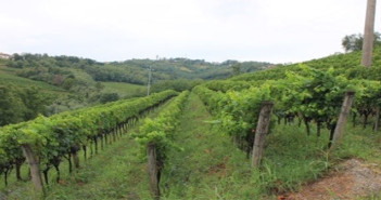 Orange wine… vino con le arance?