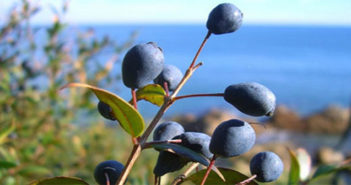 Mirto di Sardegna Mirto di Sardegna