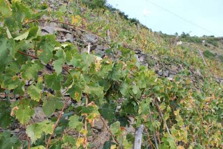 181007-5terre-4458
